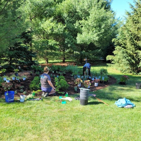 Two people are gardening on a sunny day, surrounded by plants, tools, and trees in a grassy yard.