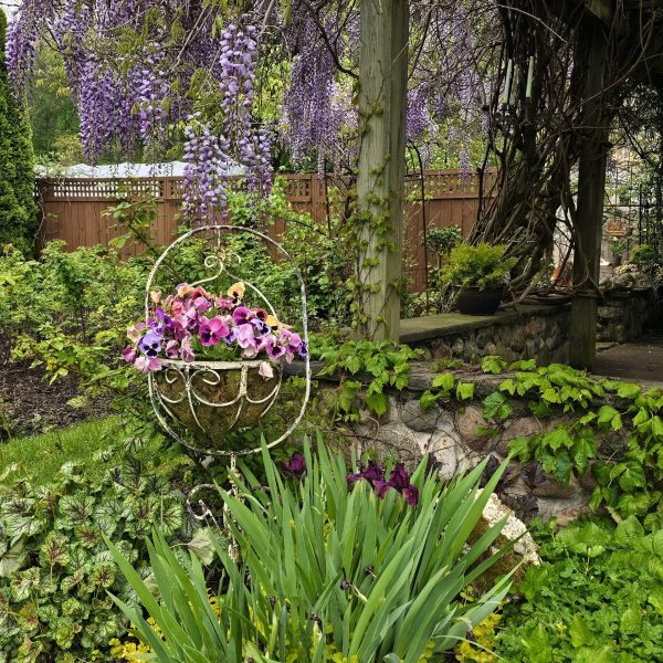 A lush garden with blooming wisteria, purple flowers in a hanging basket, and green foliage all around creates stunning landscaping.