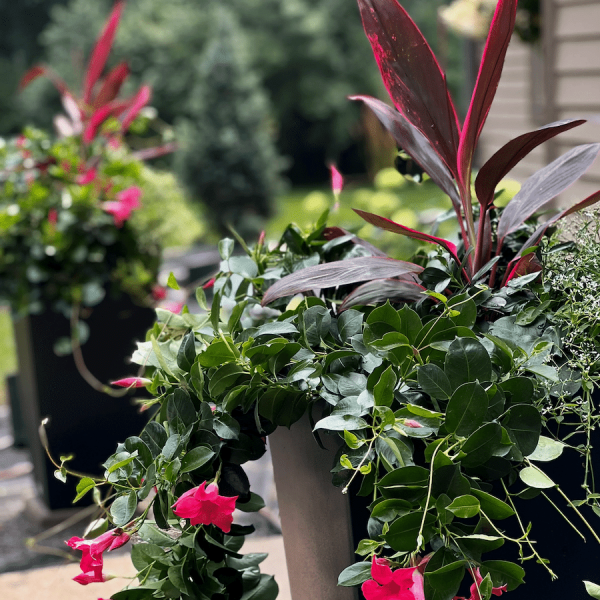 Large planters with trailing pink flowers and red-leafed plants on a patio with a green garden in the background.